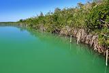 lagoon mangrove shore Mayan Riviera