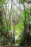 aguada cenote in mexico Mayan Riviera jungle