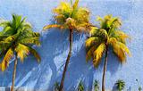 Coconut palm trees over blue wall sun shadows