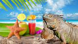 Iguana on Mexico tropical beach cocktail coconut