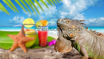Iguana on Mexico tropical beach cocktail coconut