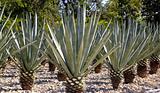Agave tequilana plant for Mexican tequila liquor