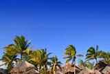 Mayan riviera tropical sunroof palm trees blue sky