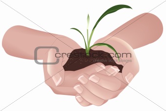 Green plant in hands