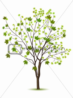 Tree with green leafage