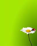 Ladybug on chamomile background
