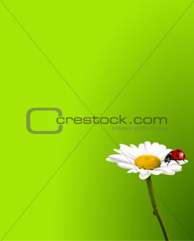 Ladybug on chamomile background
