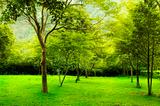 Green trees in park