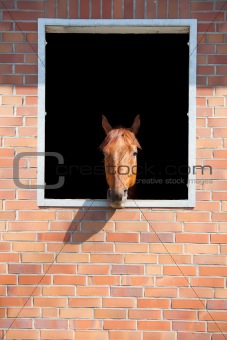 horse looking outside the stable