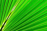 Beautiful green palm leaf background with backlighting 