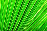 Beautiful green palm leaf background with backlighting 