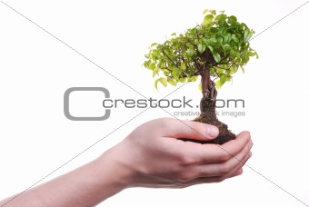 Hand holding a Bonsai tree