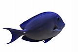 blue Tang fish