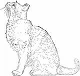 line drawing cat vector