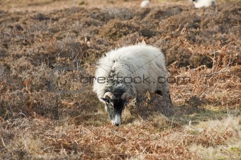 Sheep grazing on moorland