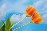 Two tulips with blue sky background