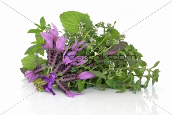 Medicinal Flower and Herb Leaves