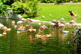 Pink flamingoes on the bright summer day