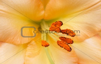 Yellow Tiger lilly