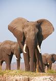 Large African elephant bull in a herd