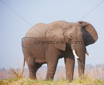 Large African elephant 