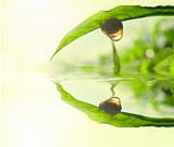 green tea leaf concept photo