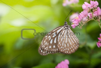 close up shot of butterfly