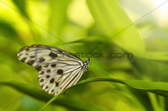 butterfly insect
