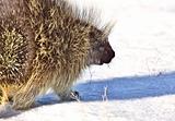 Porcupine in winter