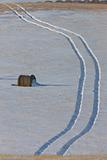 Hay Bale and tractor tracks