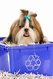puppy in recycle bin