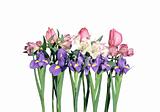Beautiful iris flowers isolated on white background