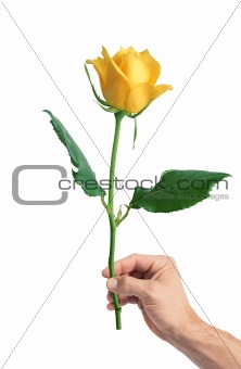 yellow rose in man's hand isolated on white background