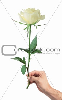 white rose in man's hand isolated on white background
