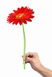 Beautiful red gerbera in man's hand isolated on white background