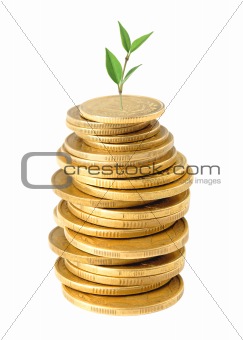 Coins and green plant isolated on white