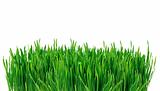 Green Grass Isolated on White background