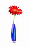 Red gerbera in vase isolated on white
