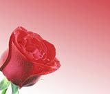Beautiful Red Rose Background