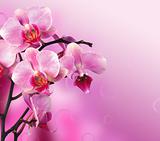 Orchid over pink background