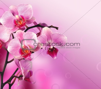 Orchid over pink background