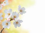 beautiful apricot spring blossom branch