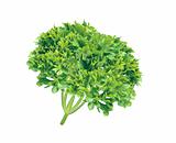 fresh herb parsley isolated on white