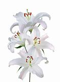 beautiful white lily isolated on white background