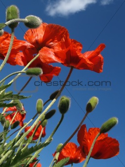 Red Poppies in May, from Below