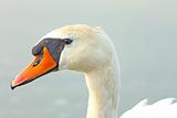 Head of a swan