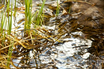 Spring grass in water