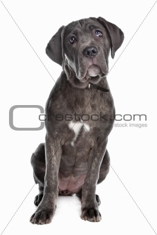 Cane Corso or Italian Mastiff
