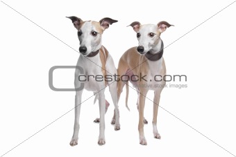 Two Whippet hounds