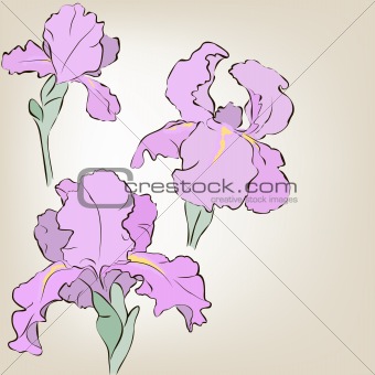 Irises. Vector greeting card. Mother's Day